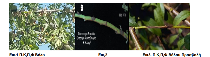 phomopsis amygdalia