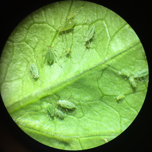 aphid7