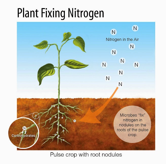 nitrogenfixation