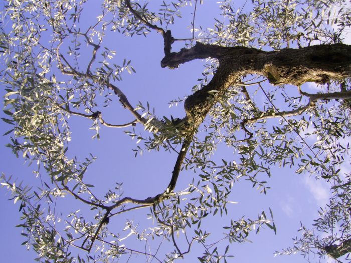 Bare olive tree