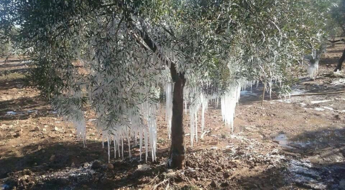 frozen olivetree