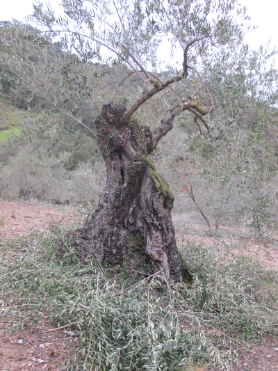 old olive tree pruned2 24 3 13