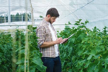 44191129 guy with the tablet slowly inspect plants young agronomists monitor the harvest young farmers are gr