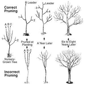 correct incorrect pruning