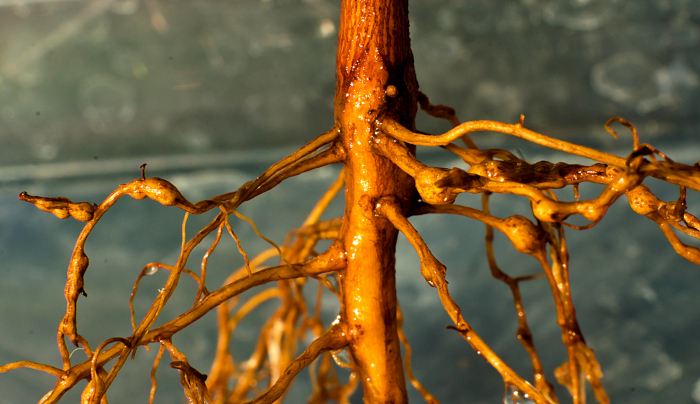 root nematode