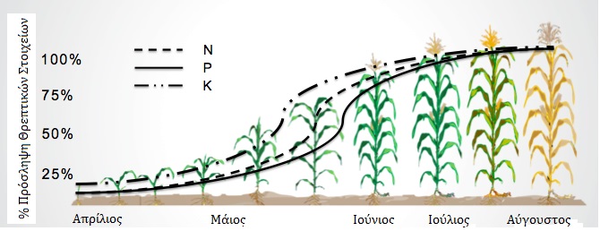 Corn Nutrient Availability Chart