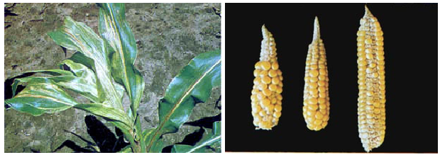 corn deficiency EARS