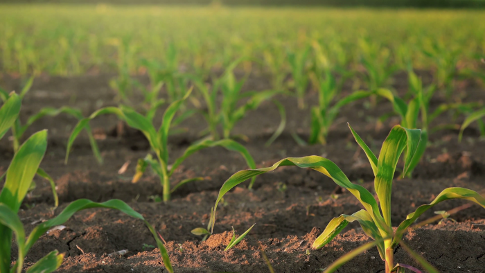 slider shot of young corn plants growing in cultivated field agricultural maize field rows in sunset h66ry2 7 F0007 1