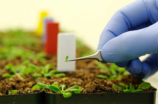 nanotechnology in agriculture 0