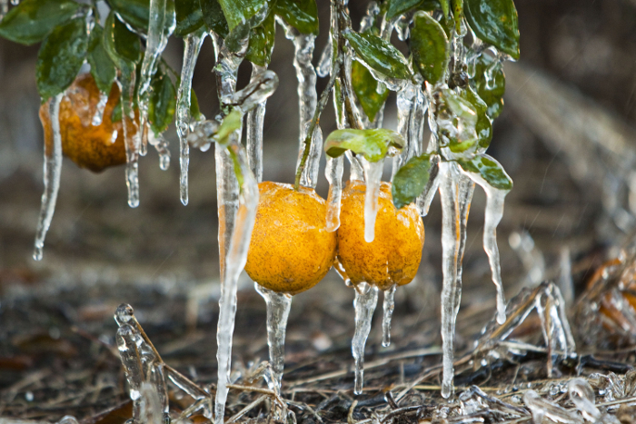 orange trees ice