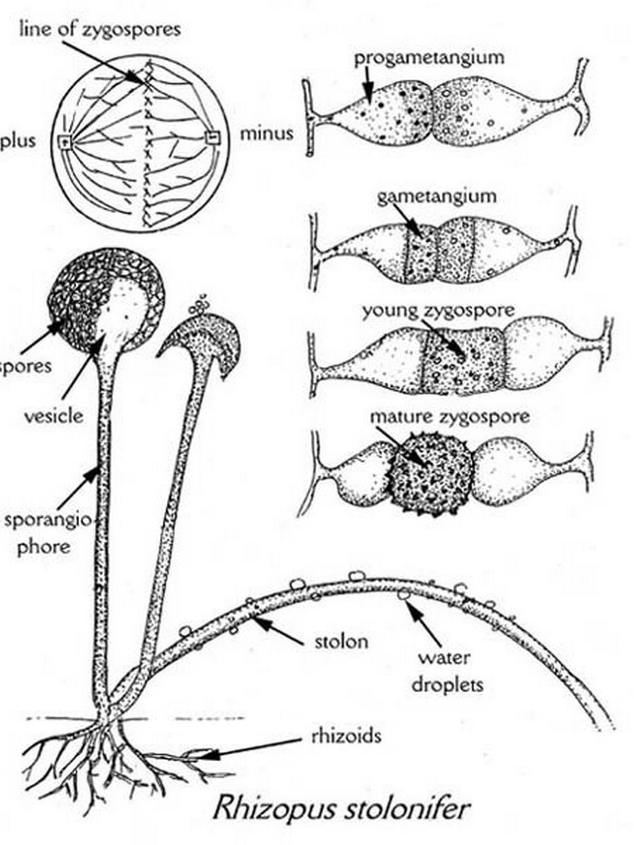 Rhizopus stolonifer diagrams all stages