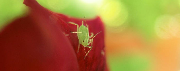 aphid1