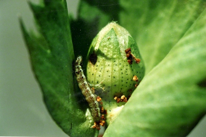 Πράσινο σκουλήκι και ωφέλιμα έντομα