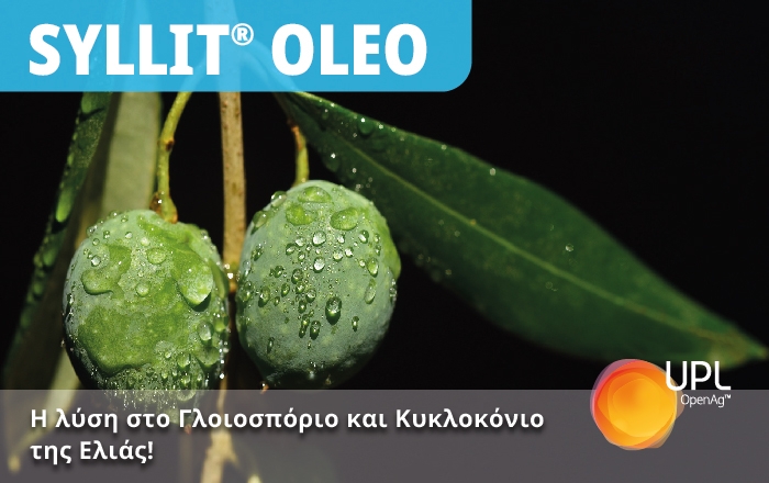 SYLLIT® OLEO -  H λύση στο Γλοιοσπόριο και στο Κυκλοκόνιο της Ελιάς