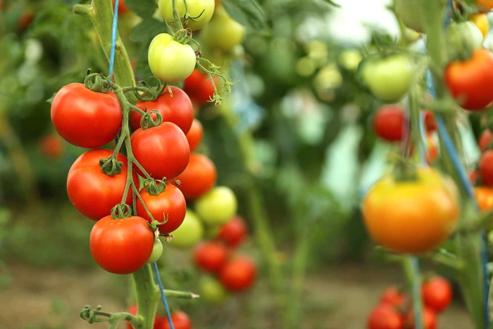 Ντομάτα θερμοκηπίου: Καλλιεργητικές πρακτικές για ασφαλή παραγωγή
