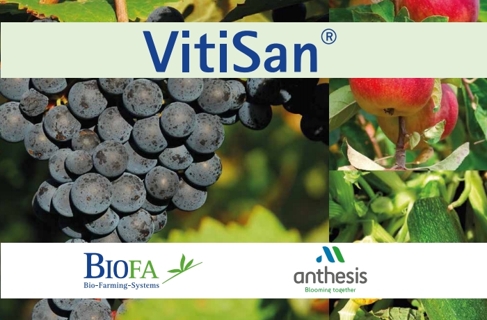 VitiSan® – Tο νέο μυκητοκτόνο με χρήση στη Βιολογική Γεωργία