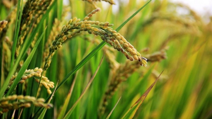 Αντιμετώπιση της ασθένειας «πυρικουλάρια» στην καλλιέργεια του ρυζιού