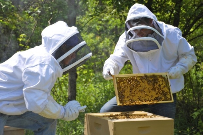 Βγήκαν τα ετήσια προγράμματα των μελισσοκόμων για προμήθεια νέων κυψελών και μετακινούμενους