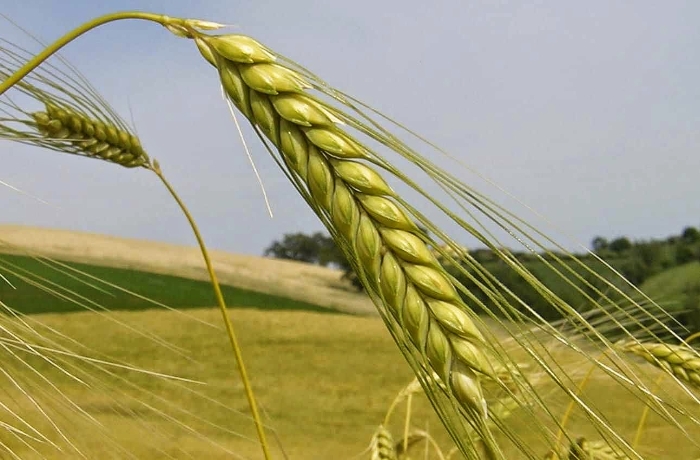 Τα 9 βήματα για την επιτυχημένη και ποιοτική καλλιέργεια στο σιτάρι