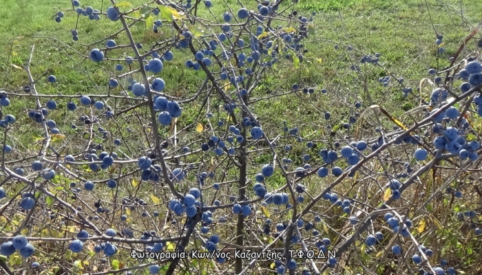 Δενδρώδη / θαμνώδη μικρότερης οικονομικής σημασίας: Η Τσαπουρνιά ή Προύνος η ακανθώδης (Prunus spinosa L.)