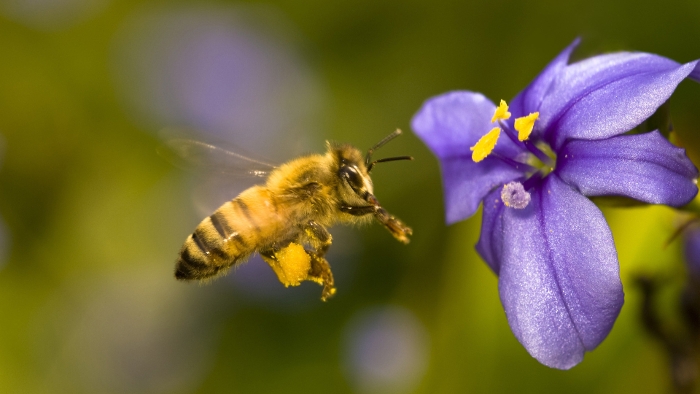 Βοηθήστε την ομάδα &quot;Survivors&quot; που συντονίζει το Τμήμα Μελισσοκομίας του ΕΛΓΟ