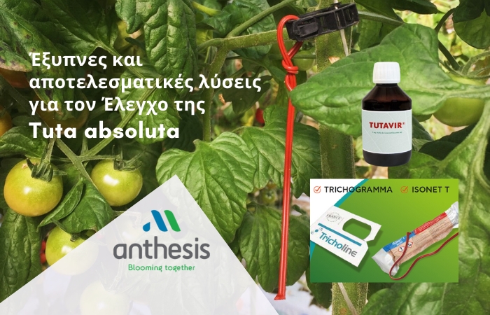 Anthesis - Έξυπνες και αποτελεσματικές λύσεις για τον Έλεγχο της Tuta absoluta