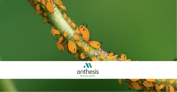 Anthesis: Καταπολεμήστε τις αφίδες με Βιολογικούς παράγοντες