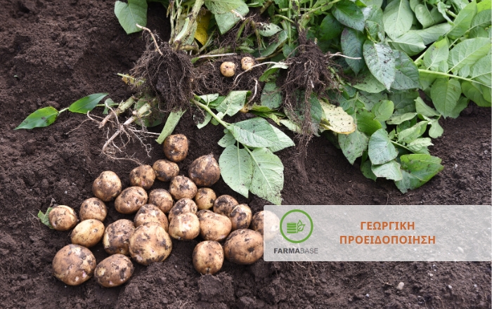 Eυνοϊκές οι συνθήκες για προσβολές από περονόσπορο στις καλλιέργειες Πατάτας