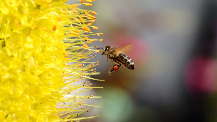 Συνασπισμός Σώστε Τις Μέλισσες - 80 Ευρωπαϊκές ΜΚΟ ζητούν πλήρη απαγόρευση των Νεονικοτινοειδών
