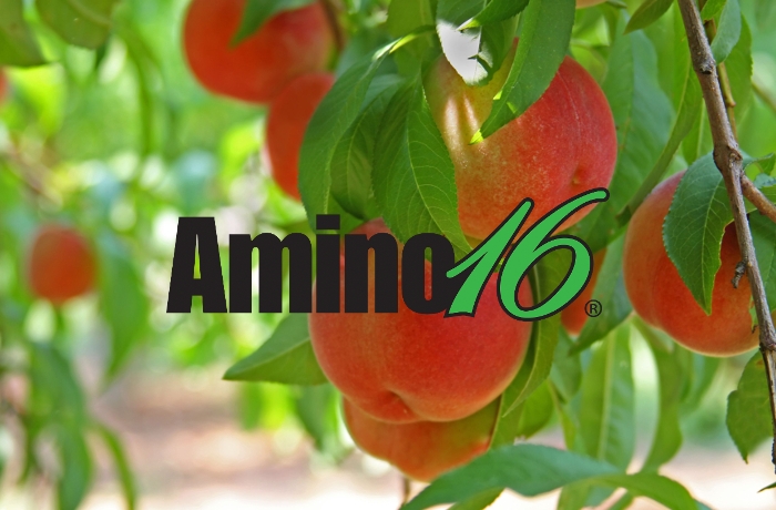 Μελέτη αξιολόγησης της επίδρασης του Amino16® στα ποιοτικά χαρακτηριστικά και στην απόδοση στη Ροδακινιά