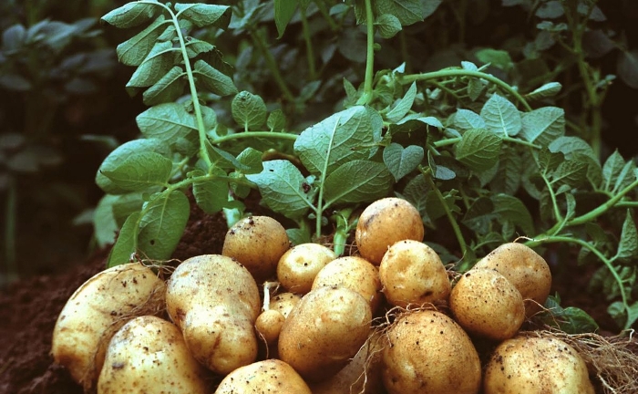 Ευνοϊκές οι συνθήκες για προσβολές στην πατάτα