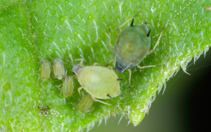 Aphis gossypii