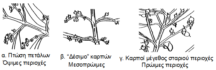 VLASTIKA STADIA ELIAS