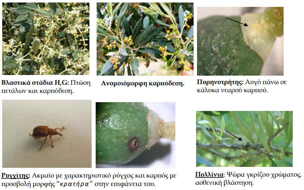 elia fitoprostasia prwimes perioxes karpodesi