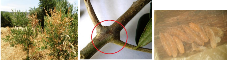 kikidomiga elia