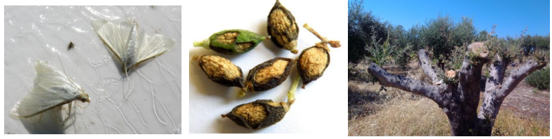 margaronia prosvoli