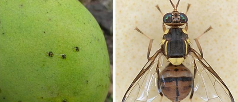 symptomata Bactrocera dorsalis