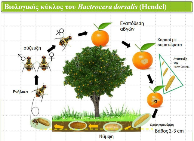 viologikoς kiklos Bactrocera dorsalis
