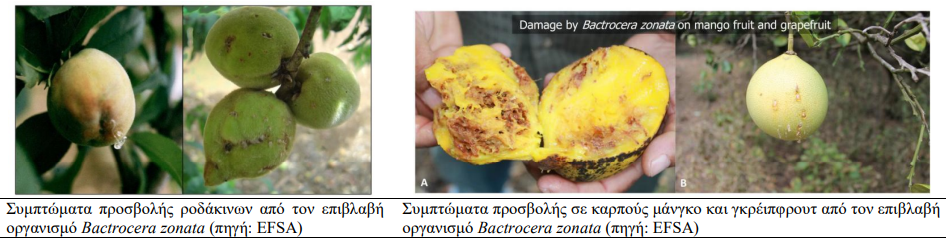 Bactrocera zonata 2