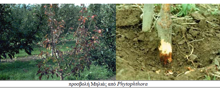 phytophthora milia