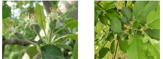kokkinos tetranixos milia