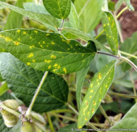 sogia peronosporos