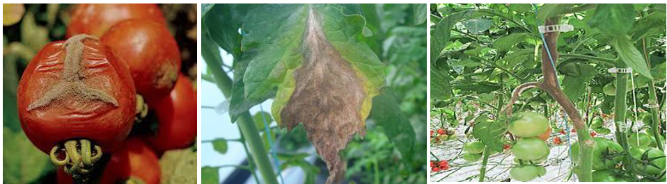botrytis tomata all