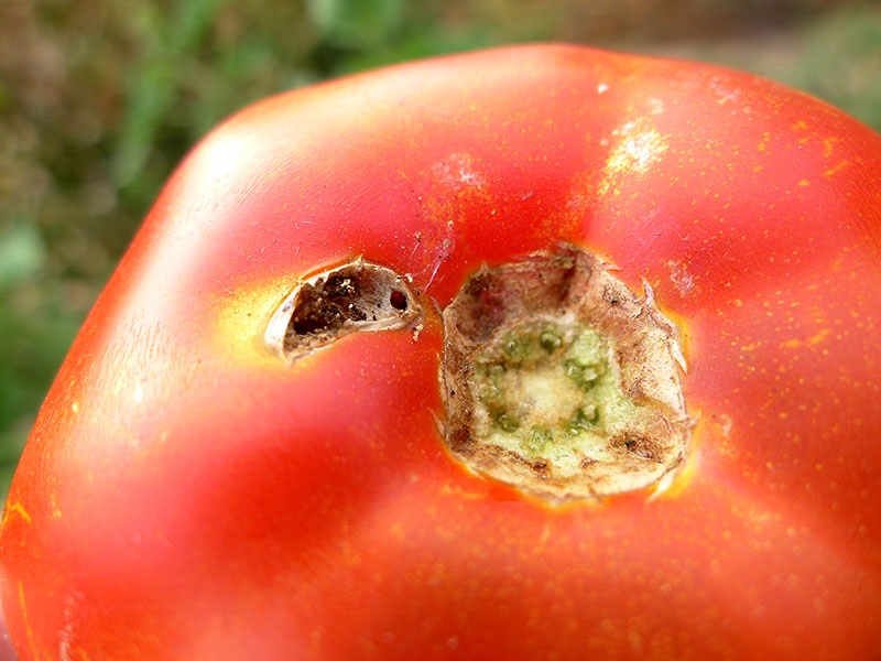 tuta absoluta tomata
