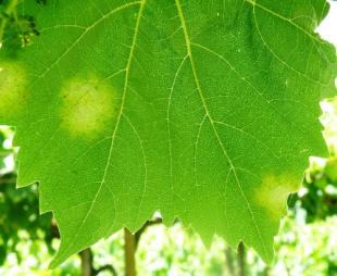 peronosporos khlides ladiou