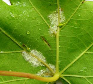 peronosporos xionodeis eksanthiseis