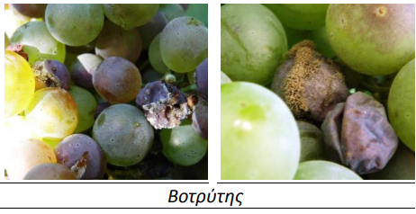 botrytis