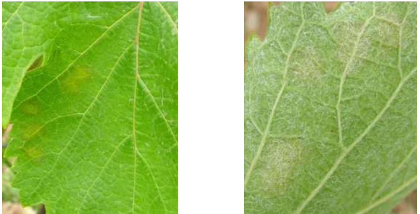 peronosporos filla