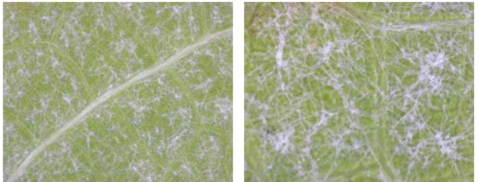 peronosporos fillo