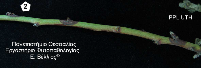 fwmopsis amygdalia